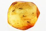 Fossil Dark-Winged Fungus Gnat Swarm (Sciaridae) In Baltic Amber #381300-1